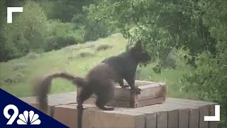 Rare sighting of melanistic squirrel
