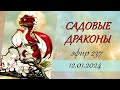 237.  Полевые заметки о садовых драконах.