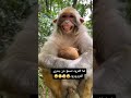 القرد من يسمع بجدري القرود يحبيبي يقرد لايك اشتراك