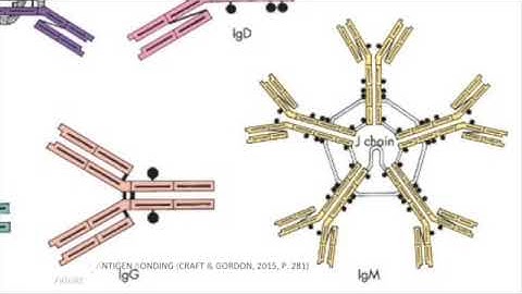 Immunological memory