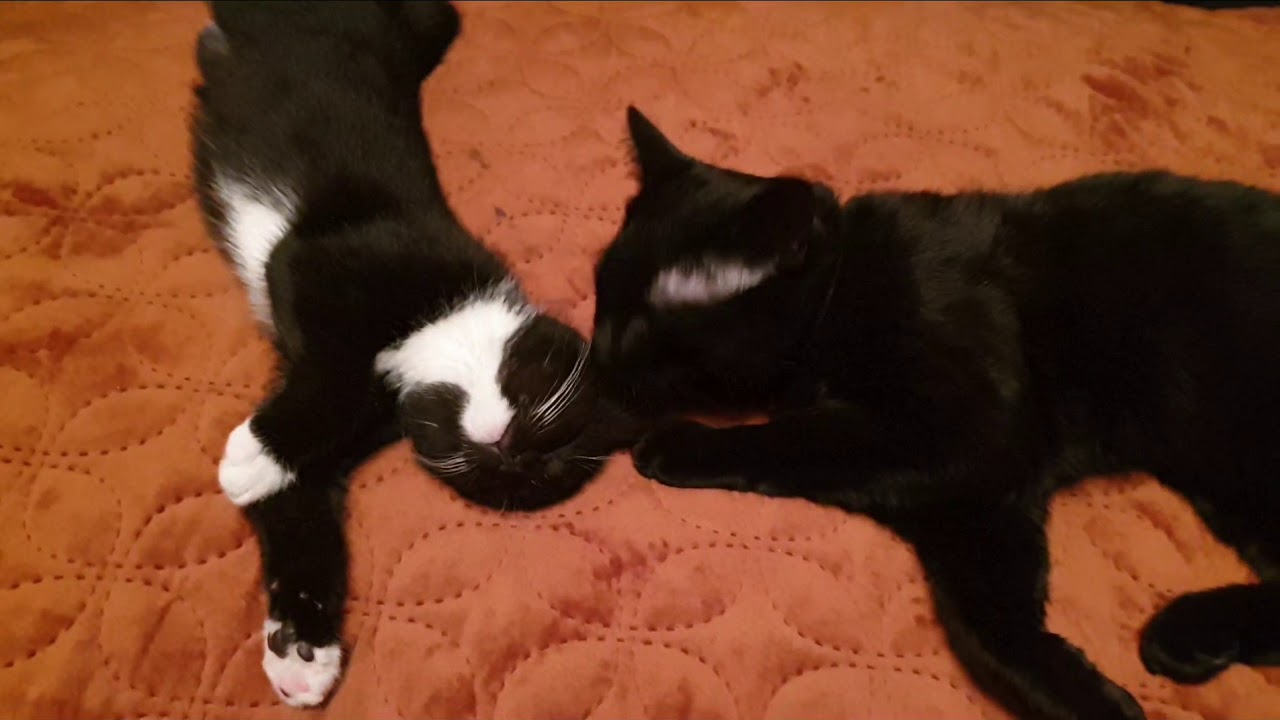 Cat meets kitten|after 5days #clip2 - YouTube