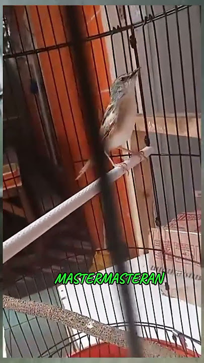 cigun /ciblek gunung ngebren rapat gacor panjang #cigun #ciblek #birds
