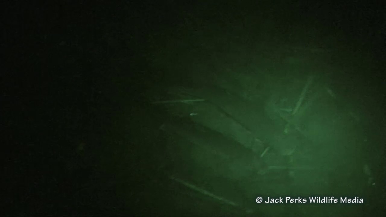 camera iphone 8 plus apk Mullet in freshwater lake at Night, Cornwall