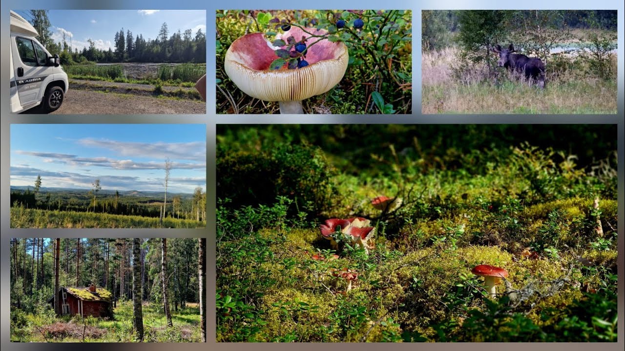 Wij zijn onderweg naar Zweden #233