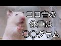 コロ吉実は痩せてる!?三重県から届いたお米を食べてパワーをつけよう!!