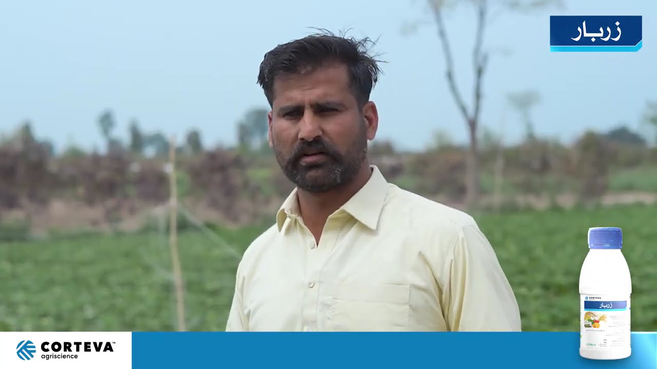 Sajid Hussain I Zarbar Strawberry