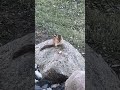 😋little chipmunk eating yummy walnut 🥰#backyard#nature#birds