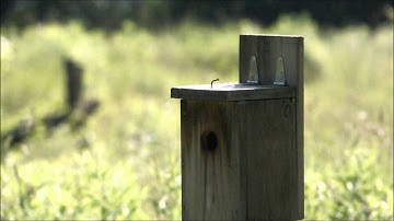 tree swallow with feather