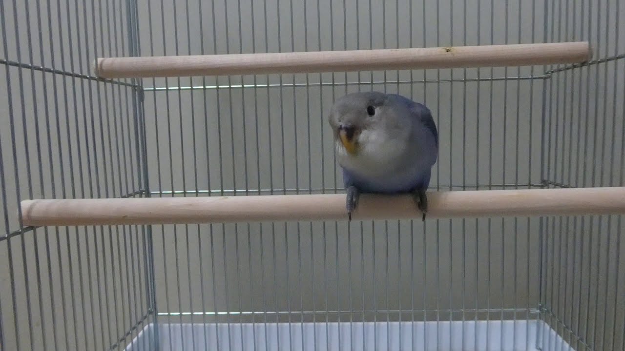 販売中のコザクラインコ wfバイオレット3 Youtube 販売中のコザクラインコ wfバイオレット3 Youtube