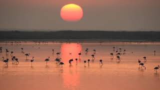 Amaneceres mágicos en la marisma de Doñana