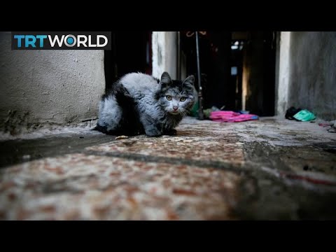 वीडियो: बिल्ली रैपर मोज़ो अपनी बिल्लीरेखा से प्रेरित भावनाओं को साझा करता है [वीडियो]
