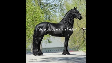 HAHA. - check pinned comment - #horse #equestrian #welshpony #greyhorse