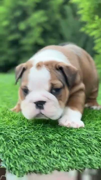 English bulldog available call 7905203357 #bestbreed #petcenter #petcareprovider #germanshepherd