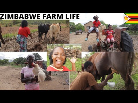 Life at the Farm is not what you think it is!!Living my best Zim farm life|I'm moving here||ZIMVLOG