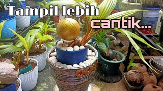 Mempercantik Tampilan Bonsai Kelapa || Beautify the Appearance of a Newspaper Potted Coconut Bonsai