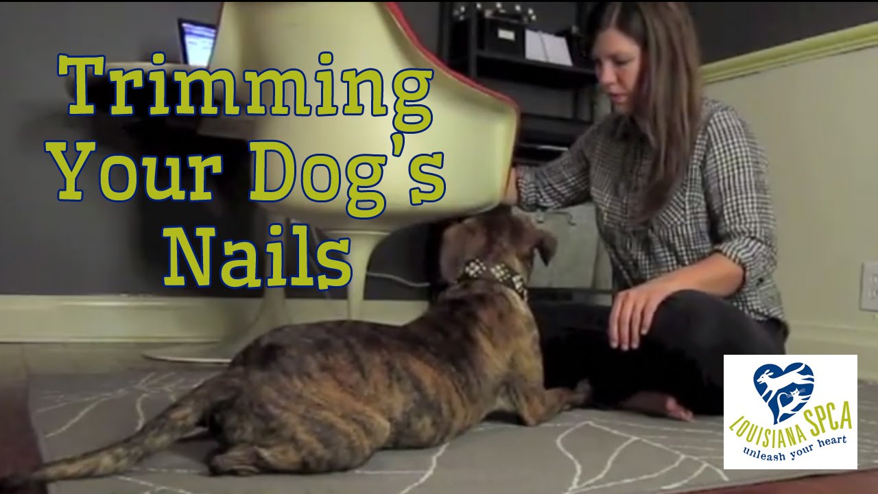 places to get your dogs nails trimmed near me