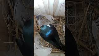 Tree Swallow adding nest to box