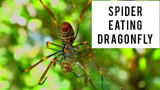 Golden Orb Weaver Spider Eating Dragonfly