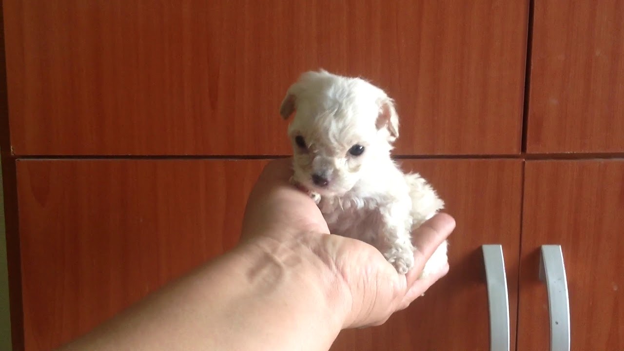 French Tacita S per Peque ita Y Hermosa YouTube