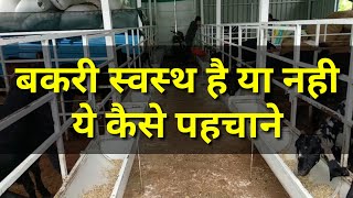 बकरी पालक बकरियों का हेल्थ चेकअप कैसे करे । Goat health check-up