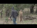 Man saves his dog from jacked kangaroo