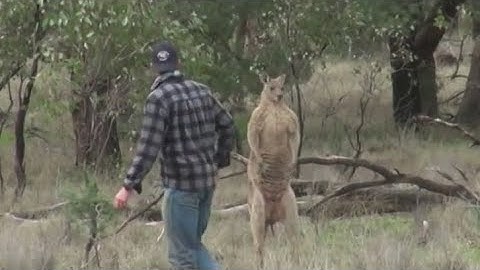 Man saves his dog from 