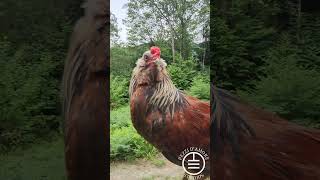 Eagle Eye: Pure #Ameraucana Attitude #chicken #rooster