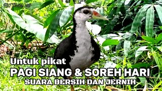 SUARA PIKAT RUAK-RUAK PAGI SIANG DAN SORE HARI