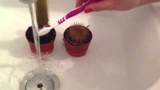 Entretien des cactus - Technique d'arrosage des cactus