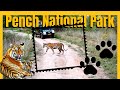 Jugni Tigress With Three Cub’s || Pench Tiger Reserve #wildlife #tiger #nationalpark