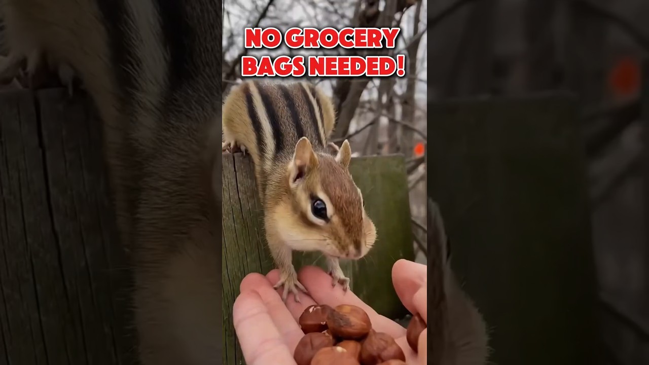 With their puffy cheeks! 