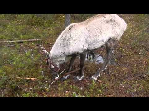 World Travel - Reindeer feeding