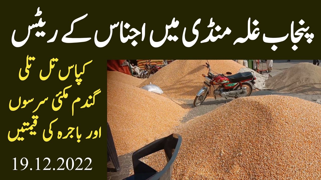 Punjab galla mandi ke ratesCotton corn till bajra gandam Makai Serson