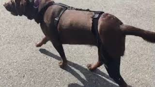 Walkabout bilateral knee support