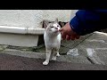 路地裏でデュフィみたいな猫を見掛けたのでナデナデしたら別のデュフィみたいな猫もやって来た