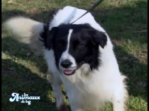 Animaux De La 8 Agility Club Ville Sous Anjou