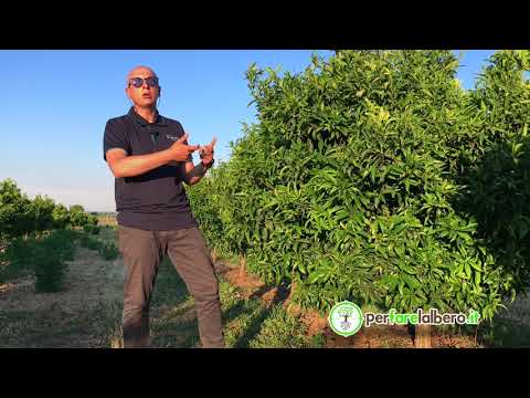 Video: Quali sono le cause di Citrus Sunscald – Suggerimenti per prevenire le scottature da agrumi