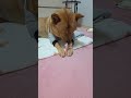 20260614 껌먹는 따야 Ddaya eats gum🥰#왕크왕귀 #진도믹스 #황구 #시고르자브 #댕댕이 #힐링 #위로 #펫로스 #7080 #무반주노래