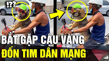 Cưng xỉu hình ảnh ông chú chở 