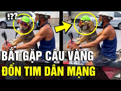 Video Cưng xỉu hình ảnh ông chú chở 'BÉ CÚN' trên chiếc xe... - youtube