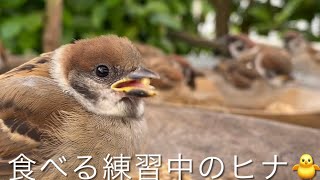 2024年ヒナちゅん‼️③🐥　#birdfeeder #sparrow #참새 #スズメ #ヒナ #かわいい