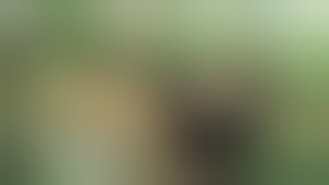 Câu cá lăng suối vào mùa mưa rất hiệu quả