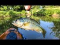 Using GIANT LIVE BAIT for POND MONSTERS!!! (Live Bass as Bait!?)