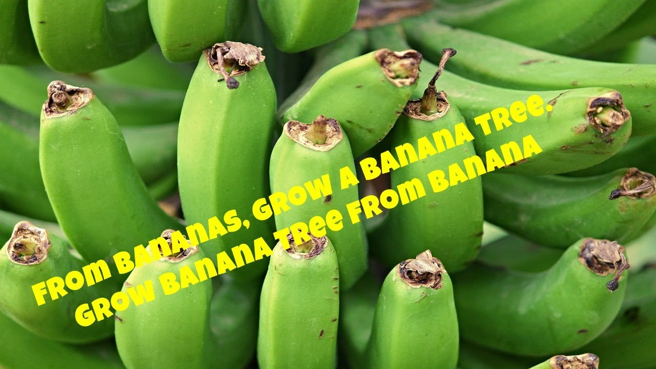 From bananas, grow a banana tree. Grow banana tree from banana 🍌🍌🍌 YouTube