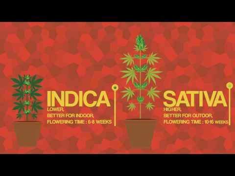Differences Between SATIVA Vs INDICA 