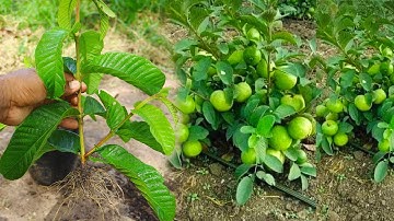 Smart Way on How To Grow Guava Tree Cutting 100% Success