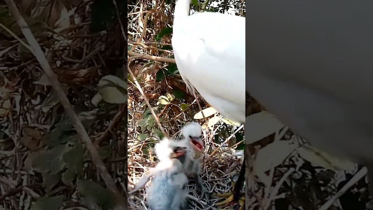 Graceful Guardian Great Egret Feeding Her Precious Chicks8