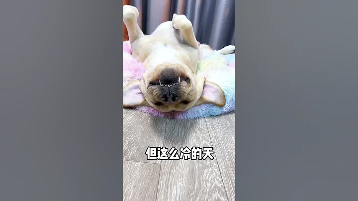 氣溫最近降得好快，是時候給旺仔安排一個柔軟暖和的狗窩了 - 天天要聞
