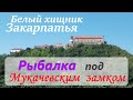 Белый хищник Закарпатья. Рыбалка под Мукачевским замком