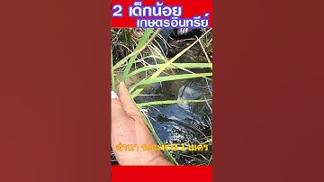จริงหรือ ดำนา ระยะห่างกัน 1 เมตร มาดูกัน